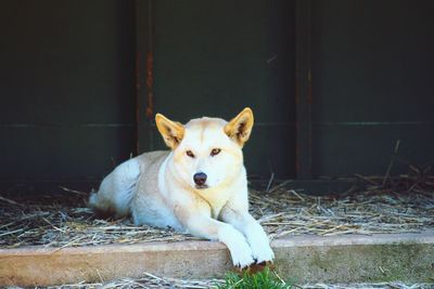 Portrait of dog sitting outdoors