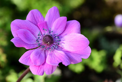 Close up of a pink anemone flower 