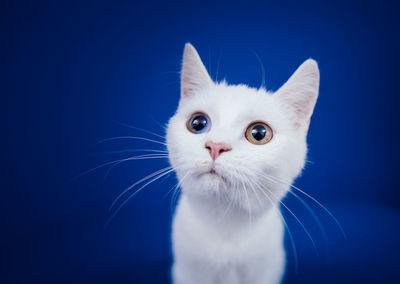 Close-up portrait of a cat against blue background