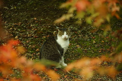 Close-up of cat on field