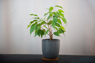 Close-up of potted plant on table against wall