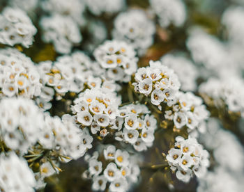 Close-up of white flowering plant