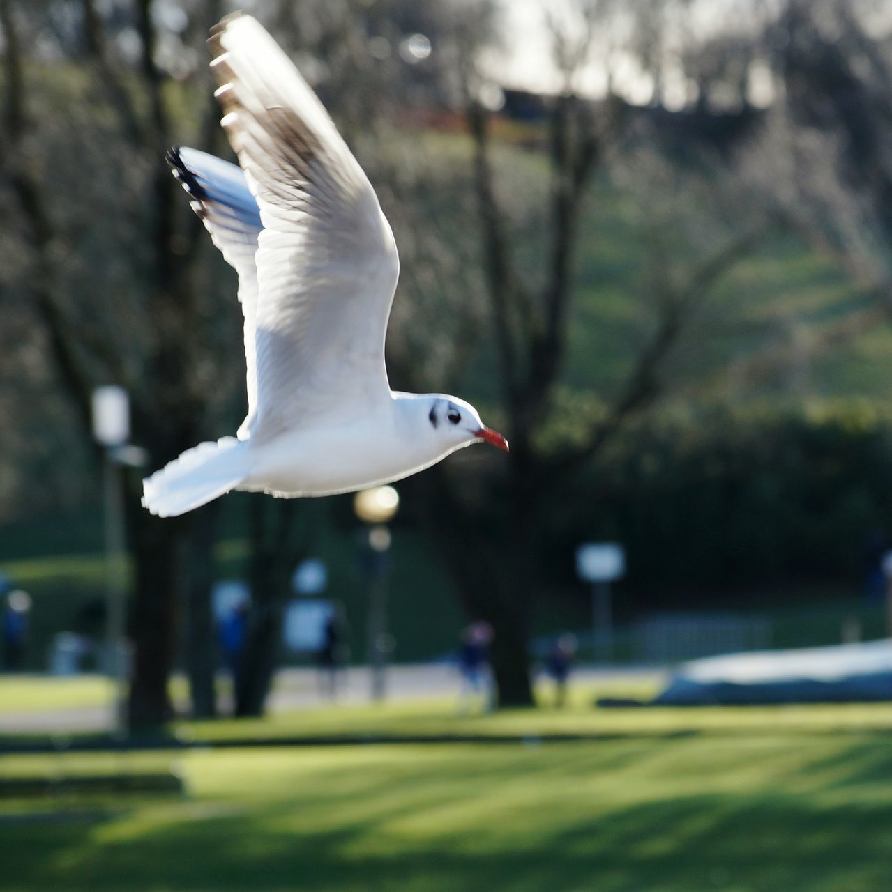 bird, animal themes, animals in the wild, flying, one animal, wildlife, spread wings, focus on foreground, seagull, mid-air, side view, full length, motion, selective focus, close-up, outdoors, animal wing, nature, two animals, perching