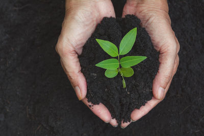 Directly above of hands holding small plant with soil