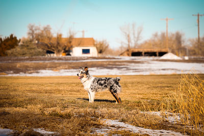 Dog running on field