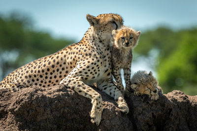 View of cats on rock