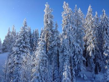 Low angle view of snow covered trees against sky