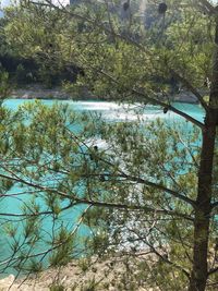 Scenic view of lake in forest