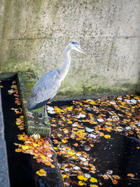 High angle view of bird on lake