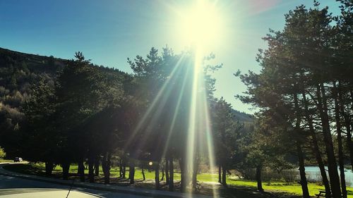 Sun shining through trees