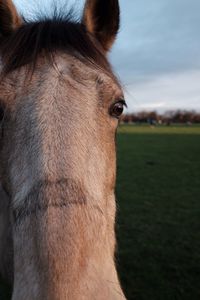 Close-up of a horse on field
