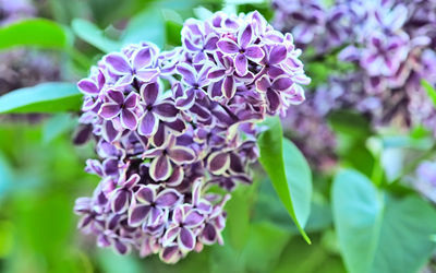 Close-up of purple flowering plant