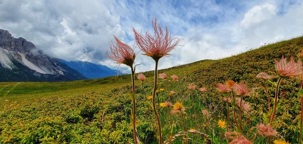 Scenic view of flowering plants on field against sky