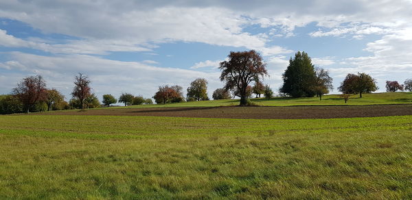 Scenic view of trees on field against sky