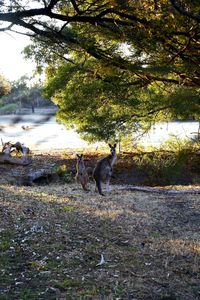 View of a dog on field