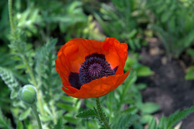 Close-up of orange poppy flower