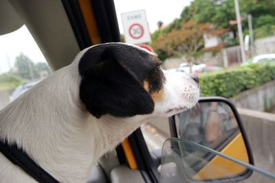 Close-up of dog in car