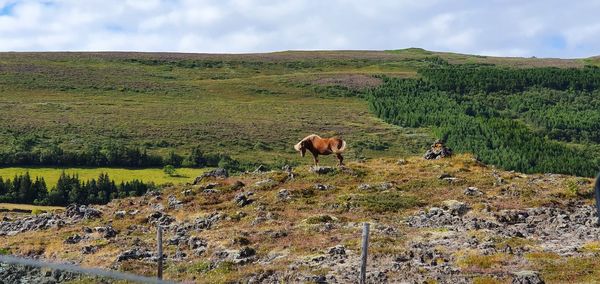 Islandic horse