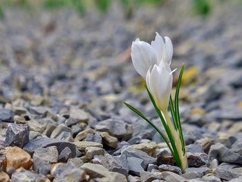 Close-up of white crocus flower on field