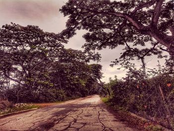 Road amidst trees against sky