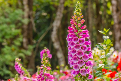 Close-up of pink flowering plant in park