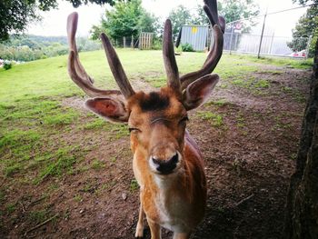 Close-up portrait of deer standing on tree trunk in field