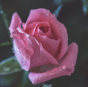 Close-up of wet pink rose blooming outdoors