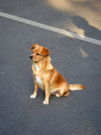 High angle view of dog sitting on road