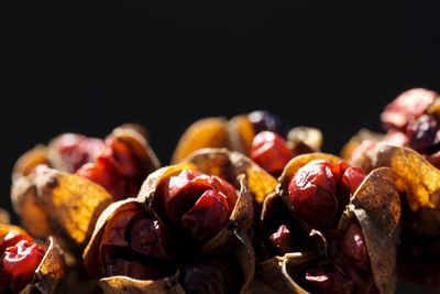 Close-up of fruits against black background