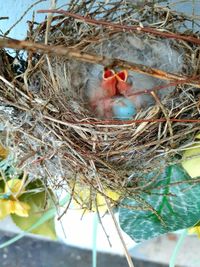 High angle view of birds in nest