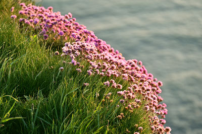 Close-up of wild flowers growing on field