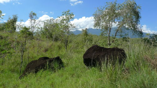 View of an animal on land