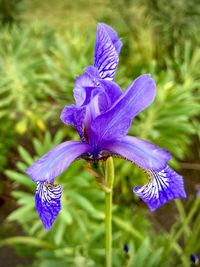 Close-up of purple crocus flowers