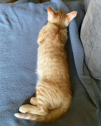 High angle view of cat sleeping on sofa