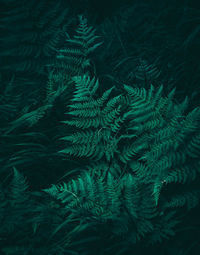 High angle view of fern leaves