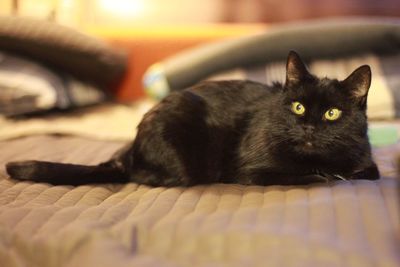 Close-up portrait of black cat lying down