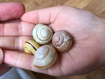 Close-up of human hand holding shell