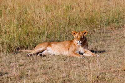 Lioness sitting on field