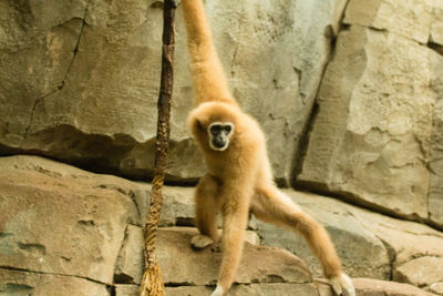 Portrait of monkey sitting on rock at zoo