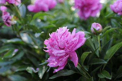 Close-up of pink flowering plant