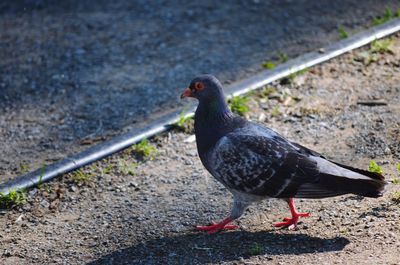 Close-up of bird perching on road