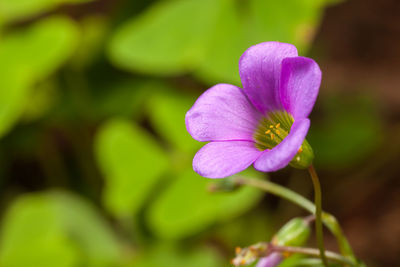 Close-up of flower blooming outdoors