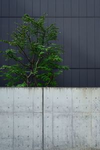 Green tree against wall