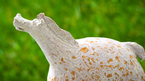 Close-up of a bird