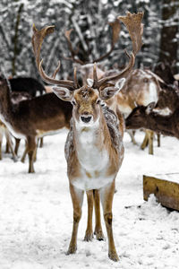 Deer on snow covered landscape