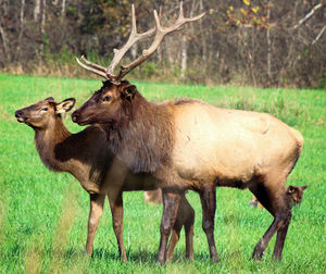 Deer standing in a field