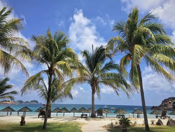 Palm trees on beach against sky