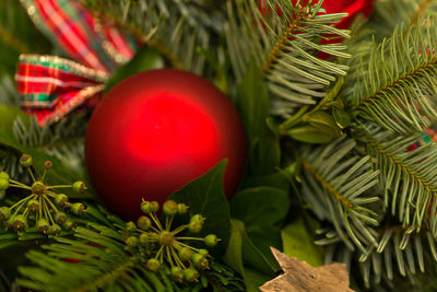 Close-up of christmas tree