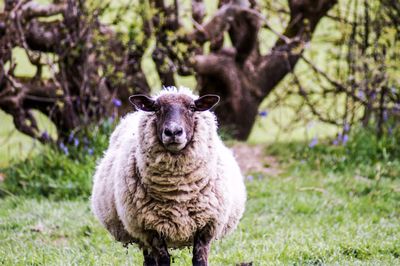 Portrait of an animal on field