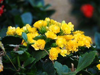 Close-up of yellow flower